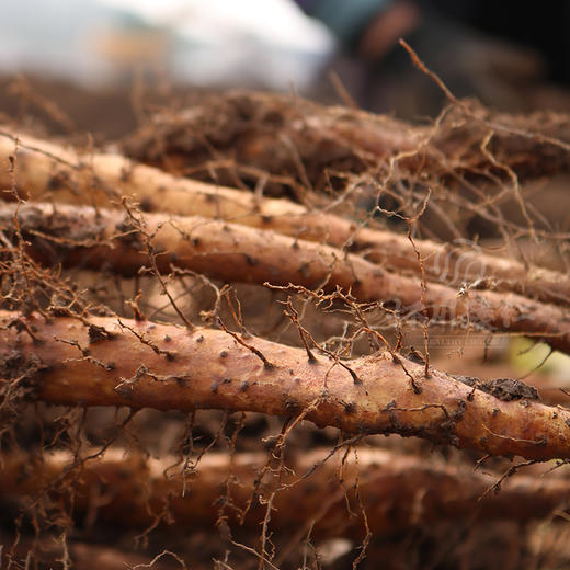 健康绿色优质温县正宗垆土铁棍山药礼盒装5斤包邮-家庭装 商品图3