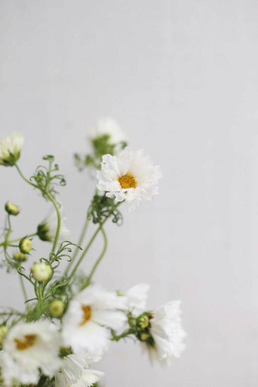 【怜取眼前人】格桑花 多色可选  若干枝/扎 商品图5