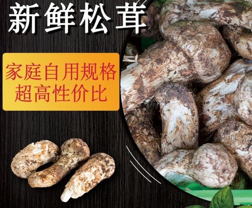 云南松茸 商品图2