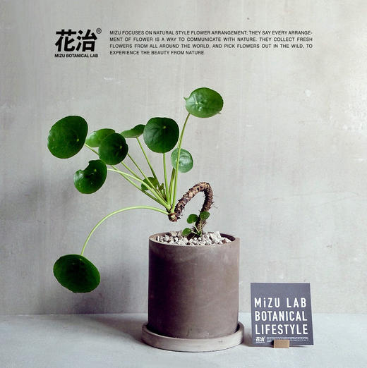 老桩镜面草全国包邮