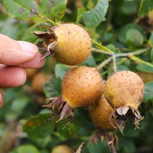 黔西南兴仁无籽金刺梨2斤装5斤装全国包邮部分地区不发货维生素c含量