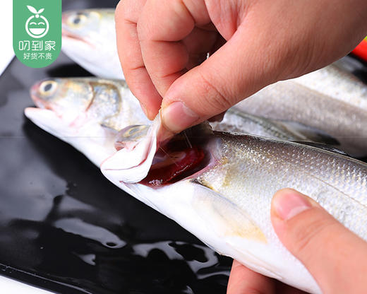 【叼鲜】冰鲜台湾午鱼（已杀）/2条（约300-350g） 商品图3