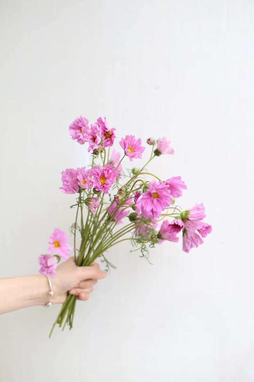 【怜取眼前人】格桑花 多色可选  若干枝/扎 商品图0