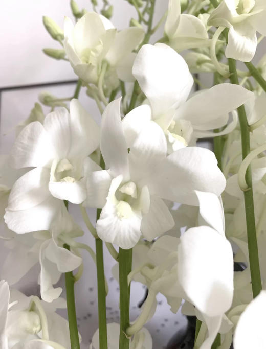 白色洋兰泰国进口5支份第二份3元花期超级长约半个月清新脱俗
