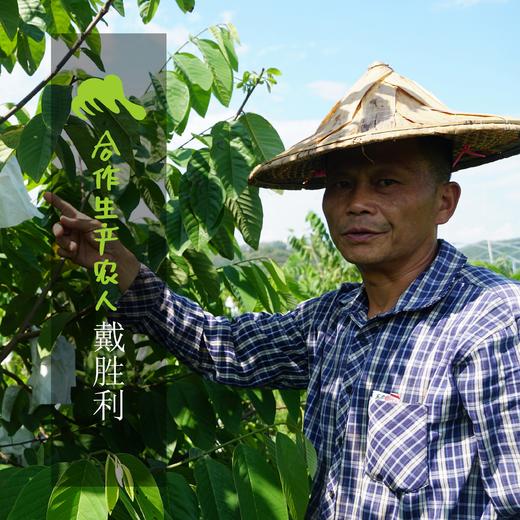 生态释迦果（限时优惠，福建，圆通）| 合作生产 * Eco- custard apple | Partner Production 商品图2