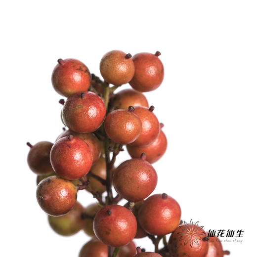 配果 | 南天竹果（运输途中易掉果，介意慎拍） 商品图5