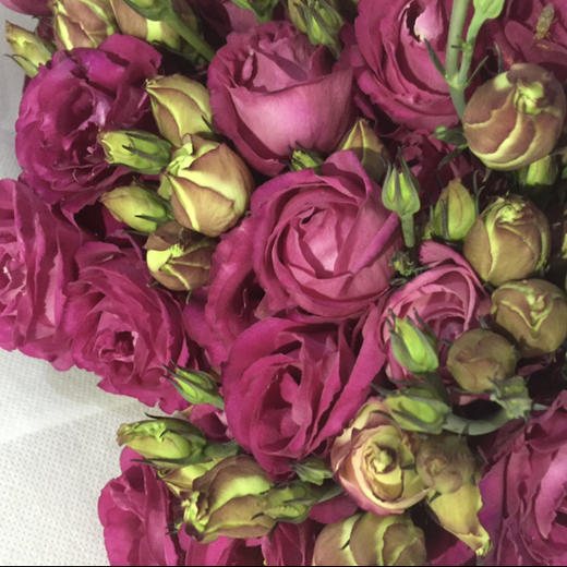 ycpp洋桔梗酒红色08kg左右55cm