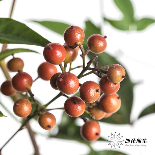 配果 | 南天竹果（运输途中易掉果，介意慎拍） 商品图2