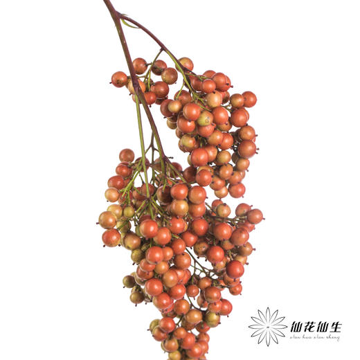 配果 | 南天竹果（运输途中易掉果，介意慎拍） 商品图0