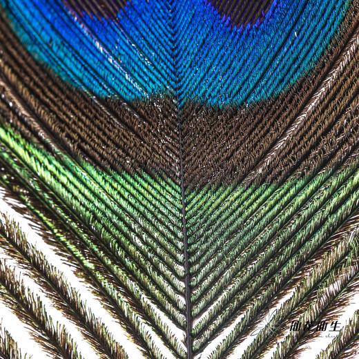 永生花材 | 孔雀尾 商品图3