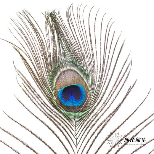 永生花材 | 孔雀尾 商品图1