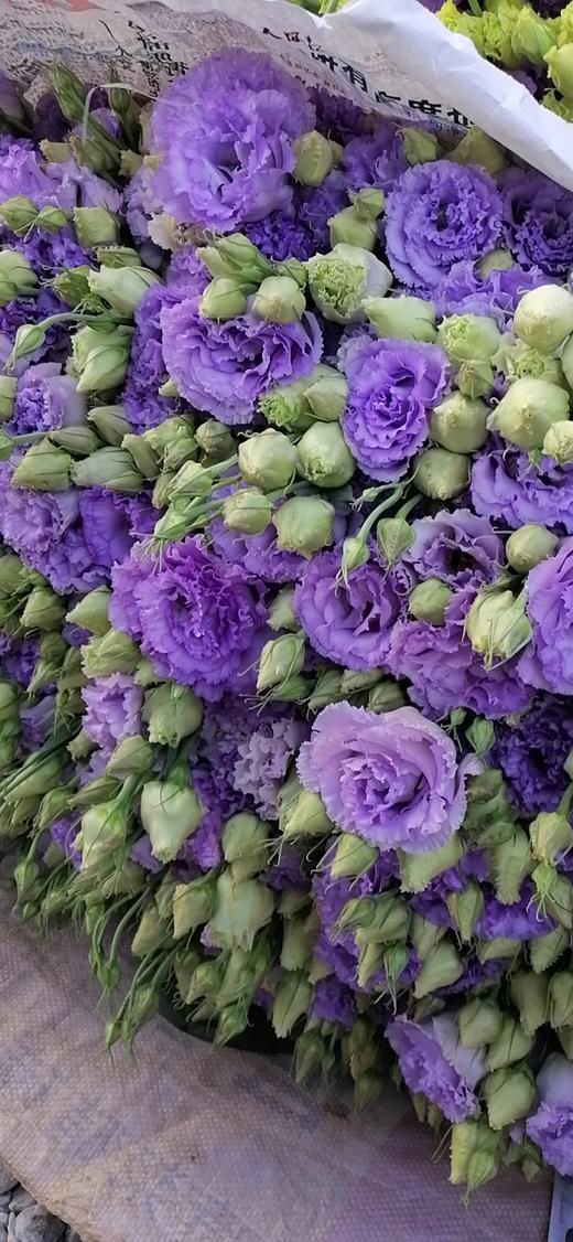 ycpp-洋桔梗 波浪浅紫 0.8kg左右