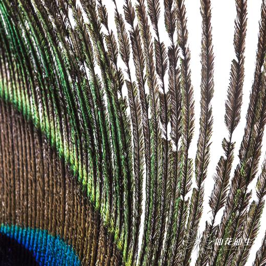 永生花材 | 孔雀尾 商品图6