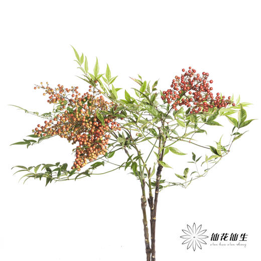 配果 | 南天竹果（运输途中易掉果，介意慎拍） 商品图3