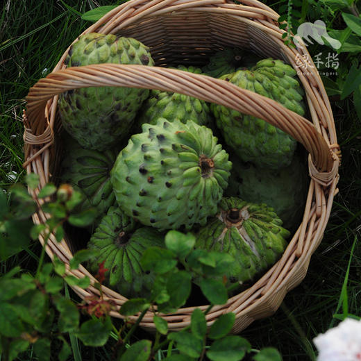 生态释迦果（限时优惠，福建，圆通）| 合作生产 * Eco- custard apple | Partner Production 商品图3