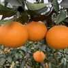 老树高山果品质爱媛38号果冻橙 5斤/8斤装  （8甜2酸） 商品缩略图12