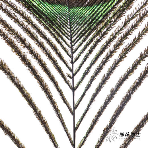 永生花材 | 孔雀尾 商品图7