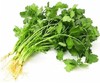 香菜 商品缩略图0