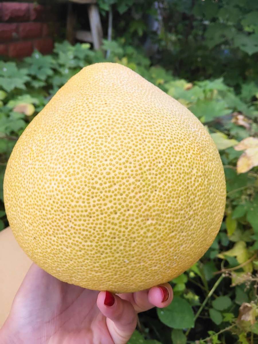 台湾红文旦,口感是市面上醉醉好吃,得天独厚地理位置,昼夜温差大,土壤