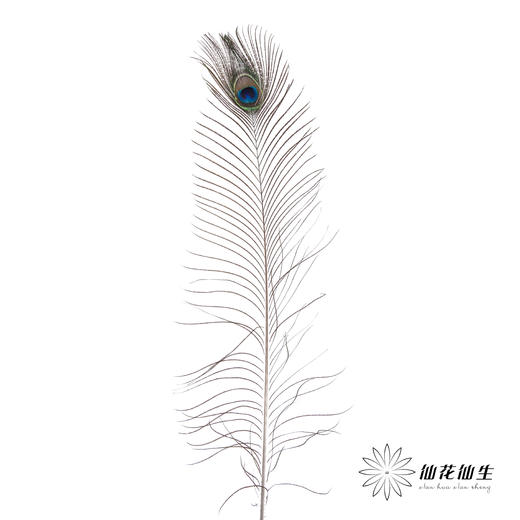 永生花材 | 孔雀尾 商品图0