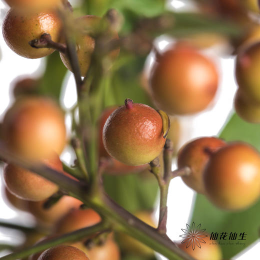 配果 | 南天竹果（运输途中易掉果，介意慎拍） 商品图4