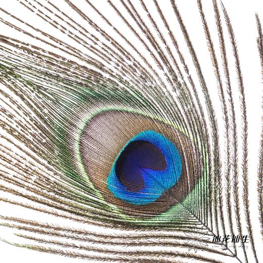 永生花材 | 孔雀尾 商品图2