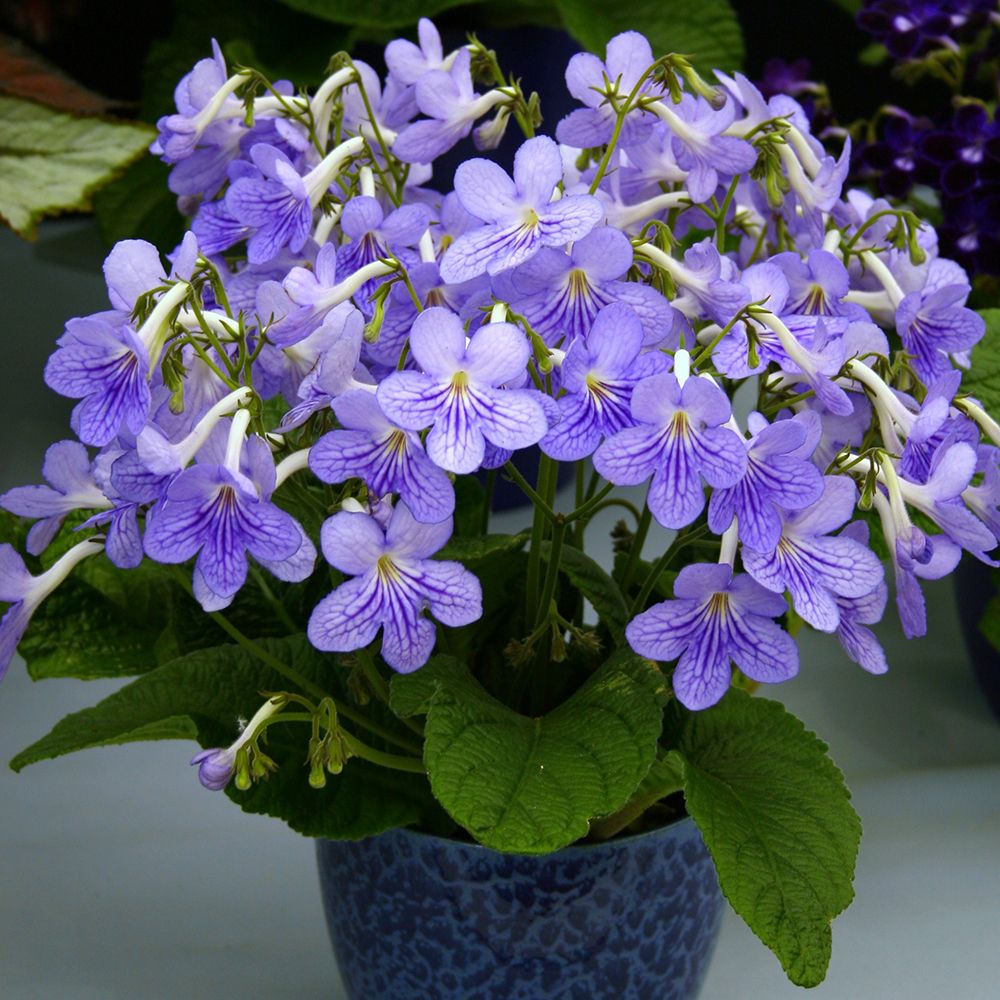 【预售】超级凤仙 桑蓓斯 贝壳粉72穴苗(3株/盒) - 花彩杭州莫花小院