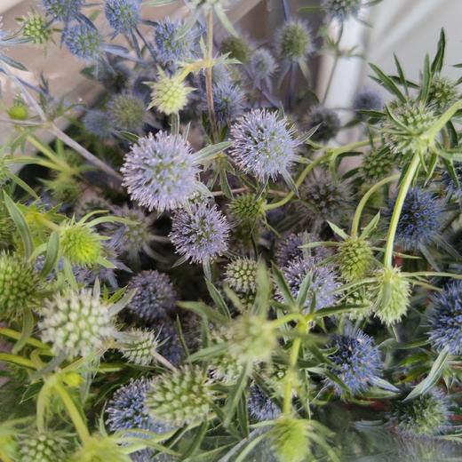 【等待与守候】小刺芹（ 情人果/爱情果） 扎 商品图4