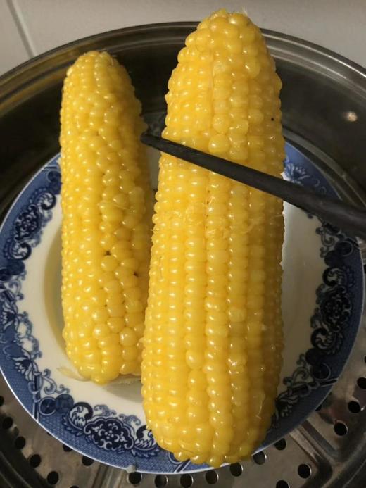 大董玉米20穗东三省发货