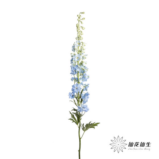 肯尼亚大飞燕 | 浅蓝 DELPHINIUM BOY 商品图5