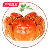 【囍从蟹来】现货阳澄湖大闸蟹 活蟹 全国包邮产地直发  商品缩略图6