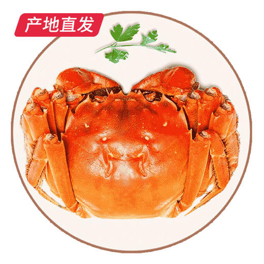 【囍从蟹来】现货阳澄湖大闸蟹 活蟹 全国包邮产地直发  商品图6