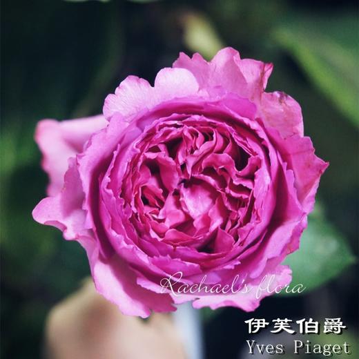 肯尼亚Yves Piaget伊芙伯爵花园玫瑰10支 商品图0