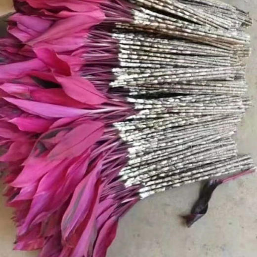 朱焦叶·红色 商品图0