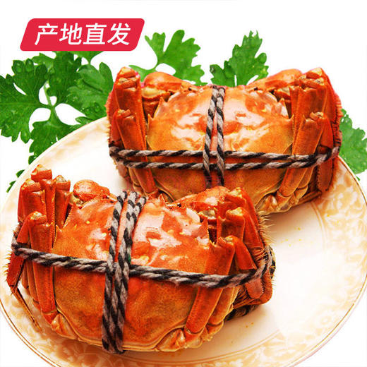 【囍从蟹来】现货阳澄湖大闸蟹 活蟹 全国包邮产地直发  商品图4