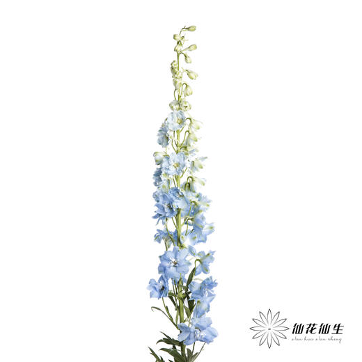 肯尼亚大飞燕 | 浅蓝 DELPHINIUM BOY 商品图4