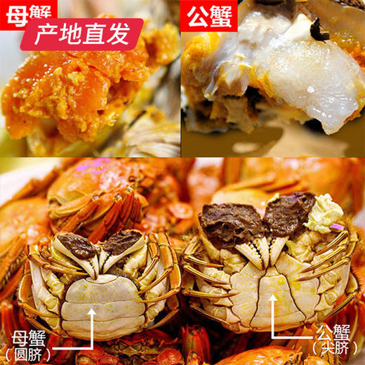 【囍从蟹来】现货阳澄湖大闸蟹 活蟹 全国包邮产地直发  商品图2