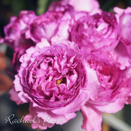 肯尼亚Yves Piaget伊芙伯爵花园玫瑰10支 商品图3