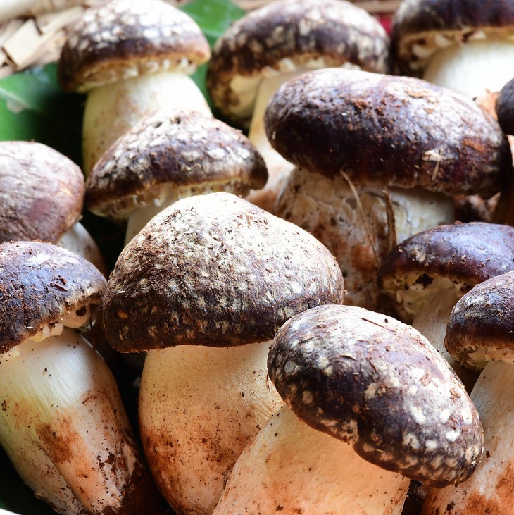 【鲜姬松茸】 新鲜野生菌姬松茸 顺丰包邮 肉质鲜嫩 菌香四溢 2种规格