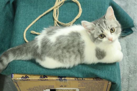 一一的小猫猫 商品图2