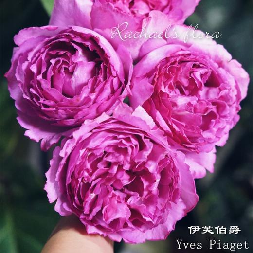 肯尼亚Yves Piaget伊芙伯爵花园玫瑰10支 商品图2