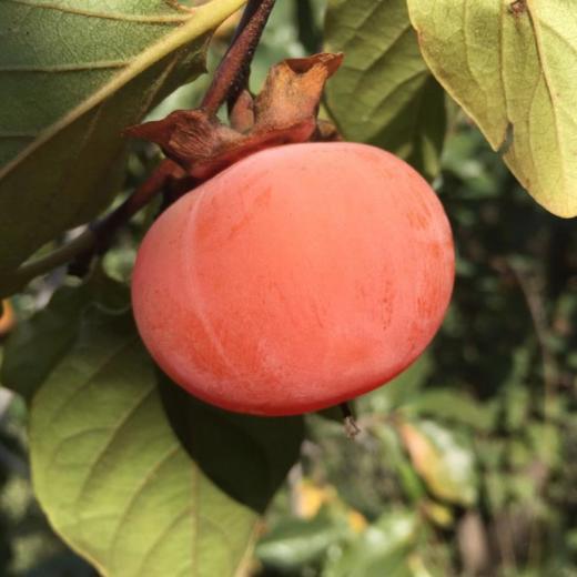 火晶柿子丰腴多汁皮薄如纸每一个都清凉爽口香甜如蜜