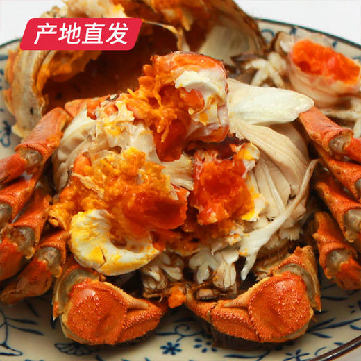 【囍从蟹来】现货阳澄湖大闸蟹 活蟹 全国包邮产地直发  商品图3