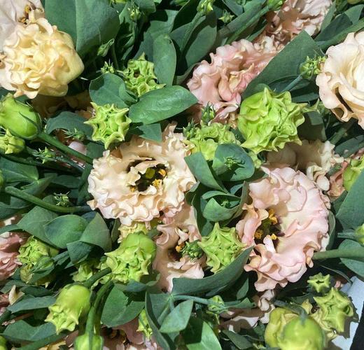 ycpp洋桔梗橙色06kg左右