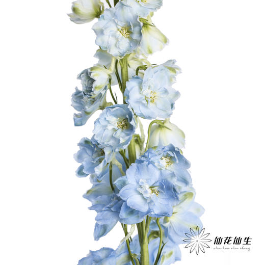 肯尼亚大飞燕 | 浅蓝 DELPHINIUM BOY 商品图3