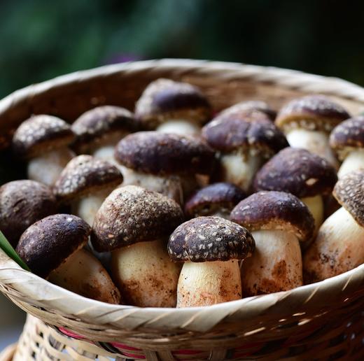 【鲜姬松茸】 新鲜野生菌姬松茸 顺丰包邮 肉质鲜嫩 菌香四溢 2种规格