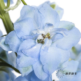 肯尼亚大飞燕 | 浅蓝 DELPHINIUM BOY