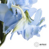 肯尼亚大飞燕 | 浅蓝 DELPHINIUM BOY 商品缩略图1