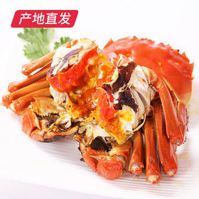 【囍从蟹来】现货阳澄湖大闸蟹 活蟹 全国包邮产地直发 