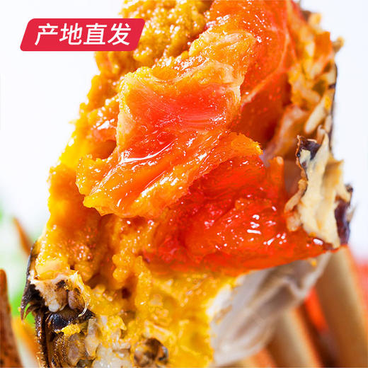 【囍从蟹来】现货阳澄湖大闸蟹 活蟹 全国包邮产地直发  商品图5